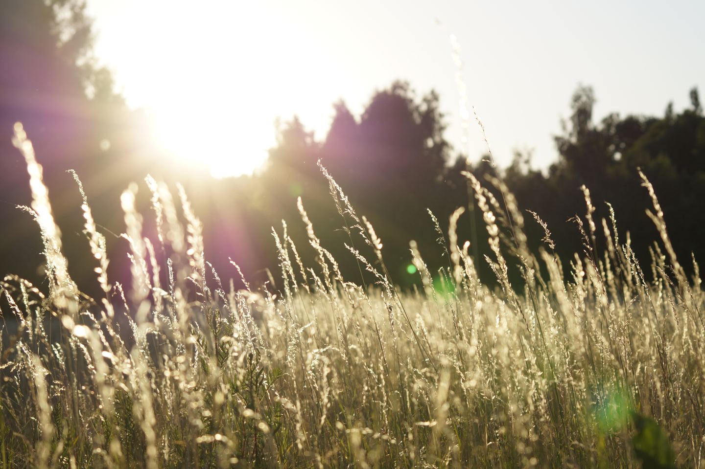 Close-up of wheat in a field at golden hour.